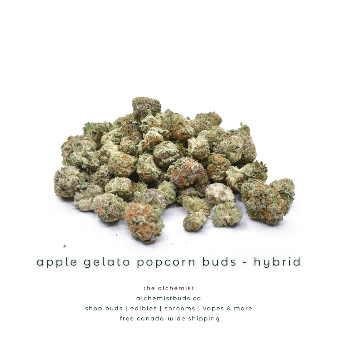AAAA POPCORN BUDS | GEL DE POMME - HYBRIDE