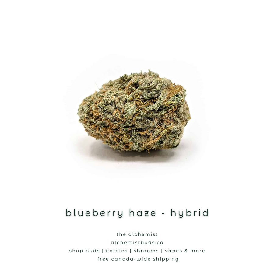 shop alchemistbuds.ca for best price on blueberry haze strain