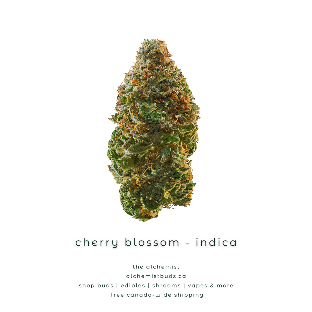 AAAA | CHERRY BLOSSOM - INDICA