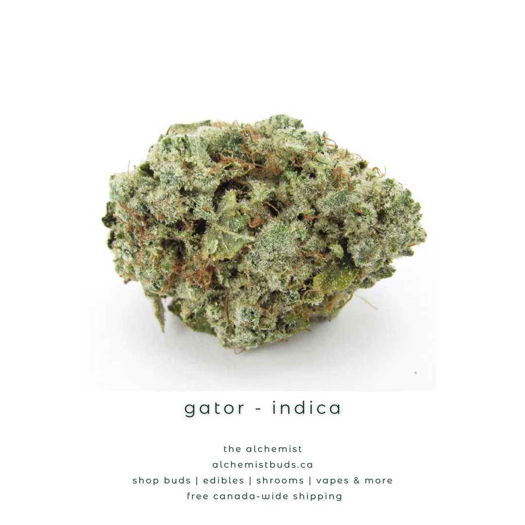 AAAA | GATOR - INDICA