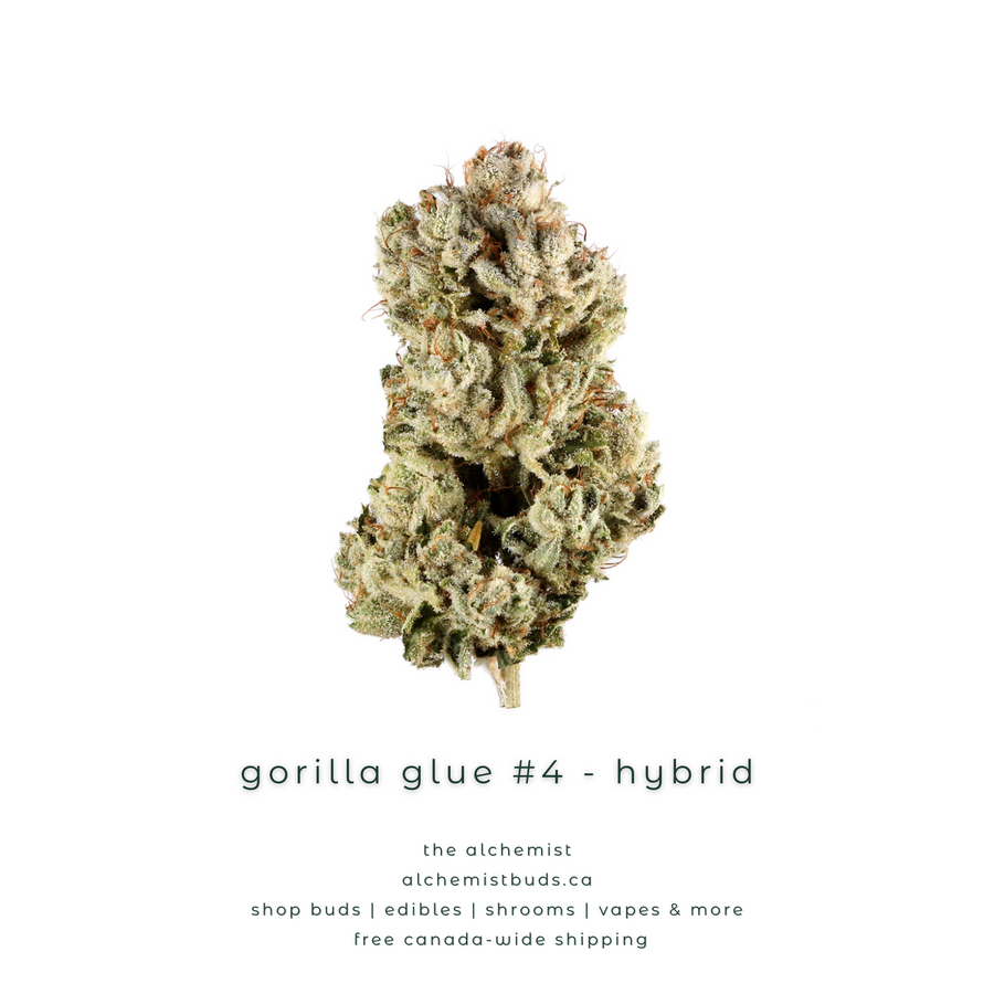 shop alchemistbuds.ca for best price on gg4 gorilla glue 4 strain