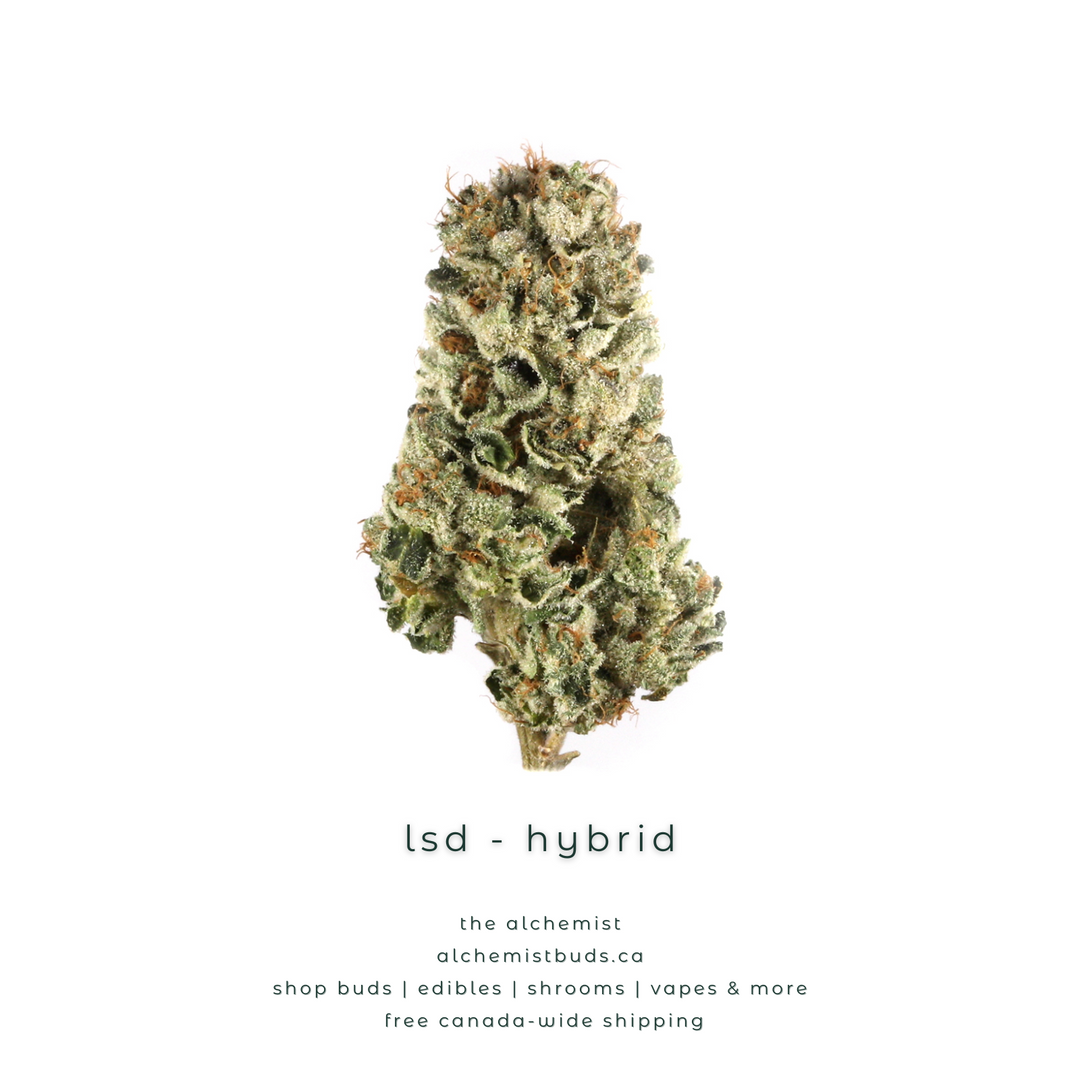AAA | LSD - HYBRID