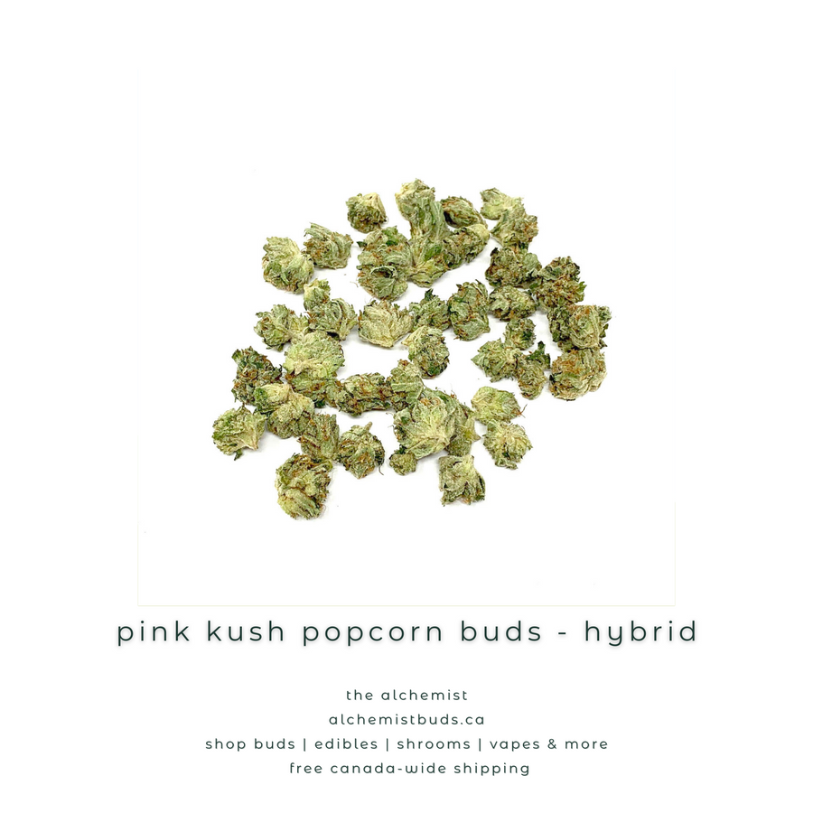 shop alchemistbuds.ca for best price on pink kush popcorn buds strain