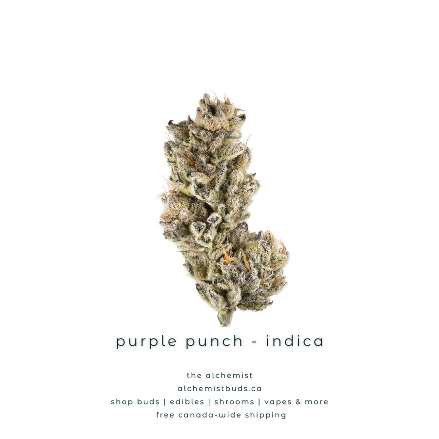 shop alchemistbuds.ca for best price on purple punch strain