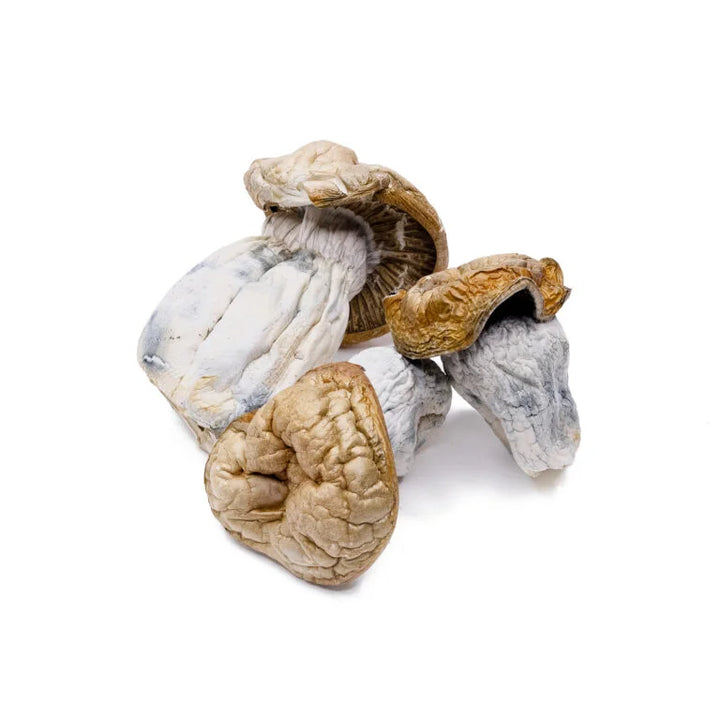 DRY SHROOMS | WHITE RABBIT