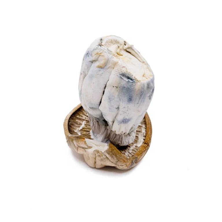 DRY SHROOMS | WHITE RABBIT