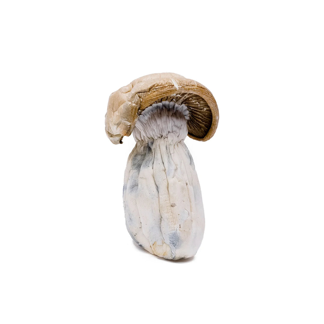 DRY SHROOMS | WHITE RABBIT