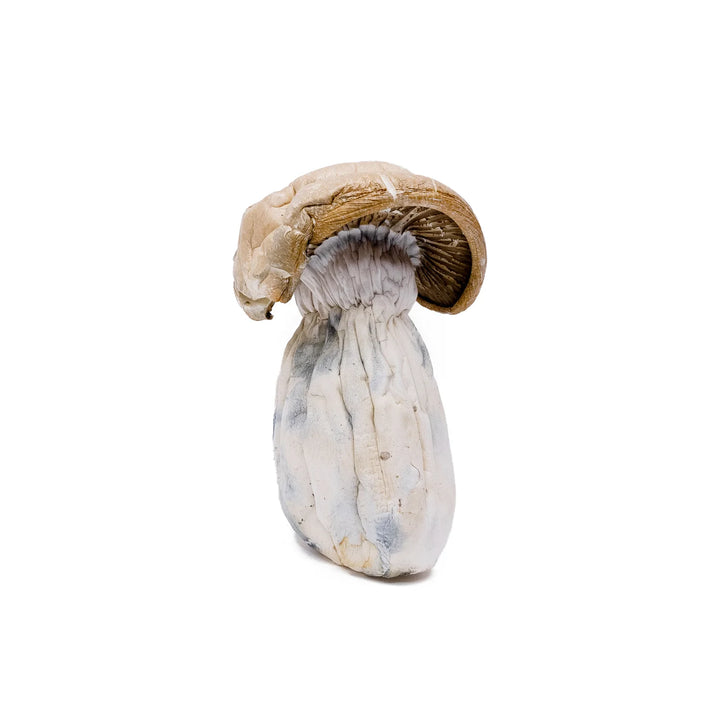 DRY SHROOMS | WHITE RABBIT