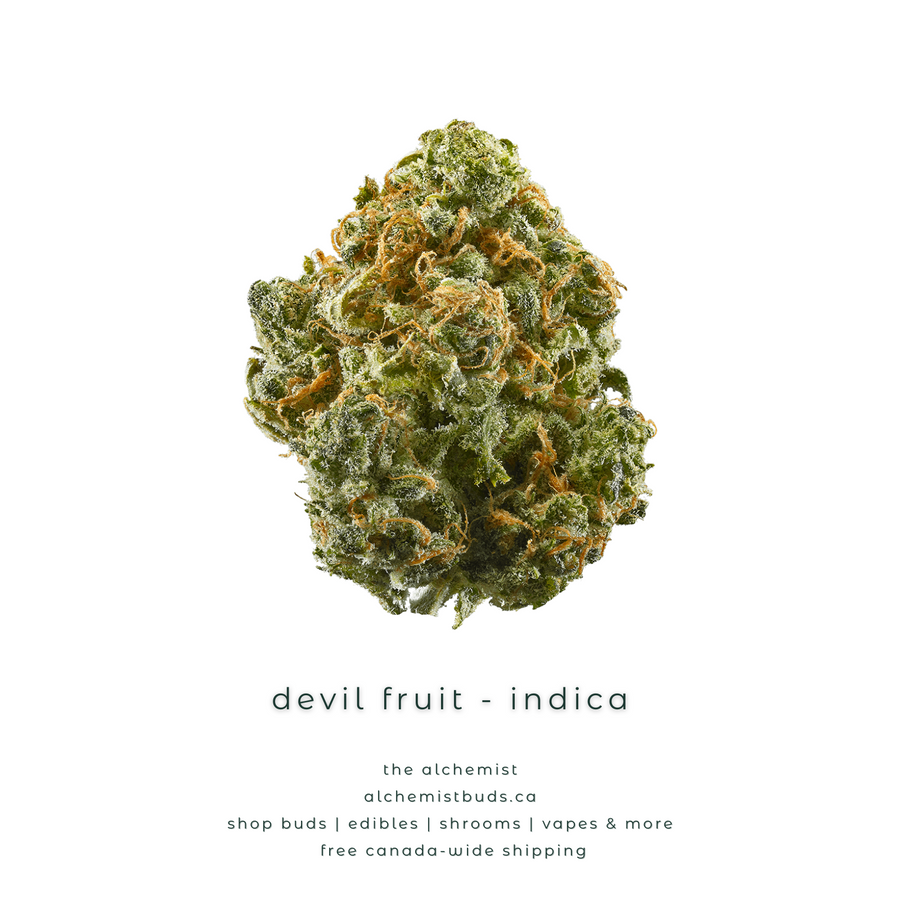 shop alchemistbuds.ca for best price on devil fruit strain