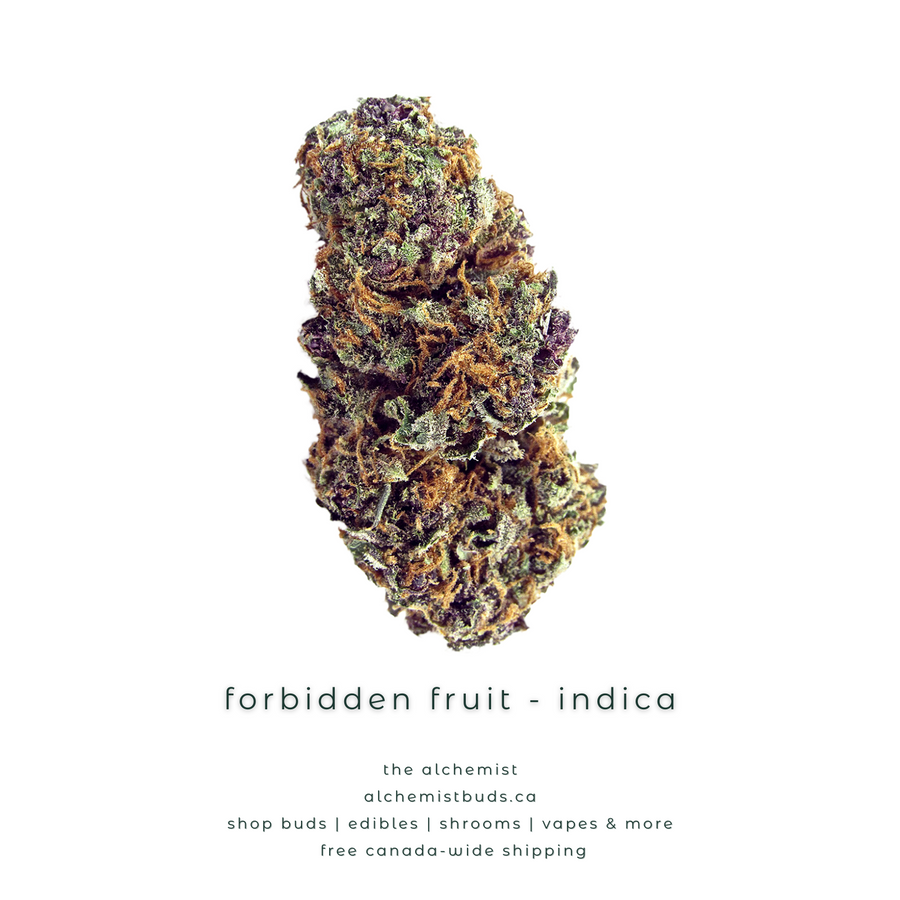 shop alchemistbuds.ca for best price on forbidden fruit strain