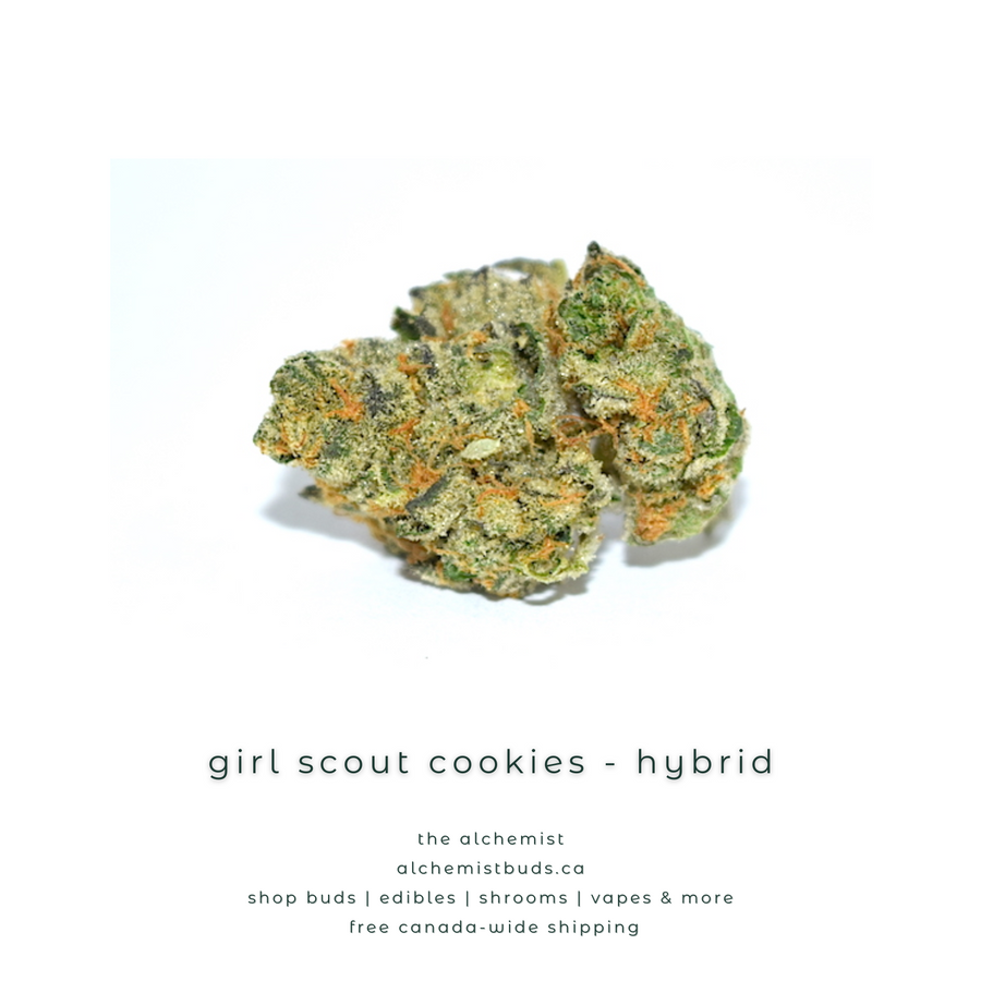 shop alchemistbuds.ca for best price on girl scout cookies gsc strain