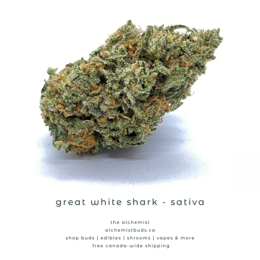 shop alchemistbuds.ca for best price on great white shark strain
