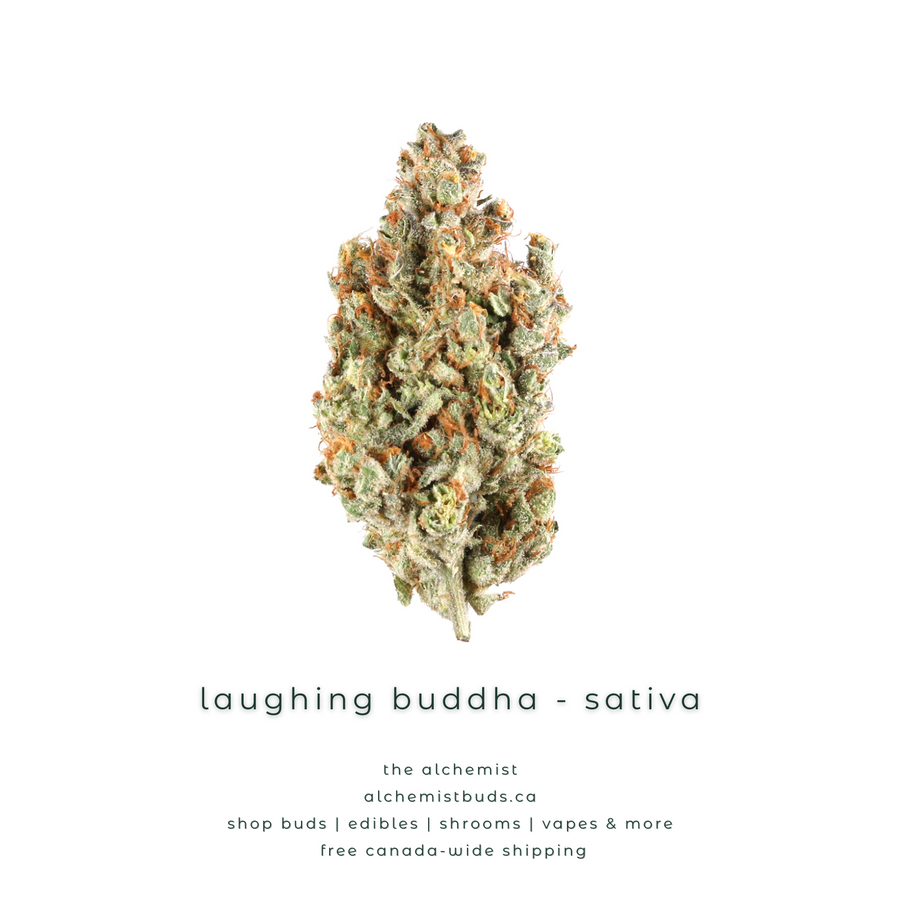 shop alchemistbuds.ca for best price on laughing buddha strain