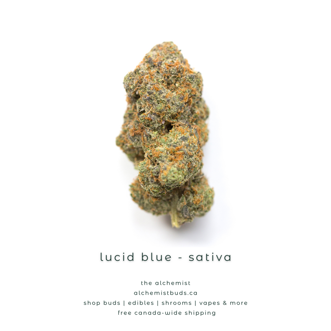 shop alchemistbuds.ca for best price on lucid blue strain