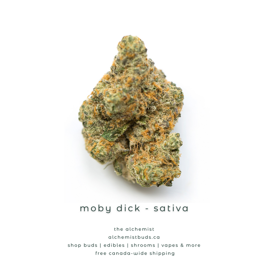 shop alchemistbuds.ca for best price on moby dick strain