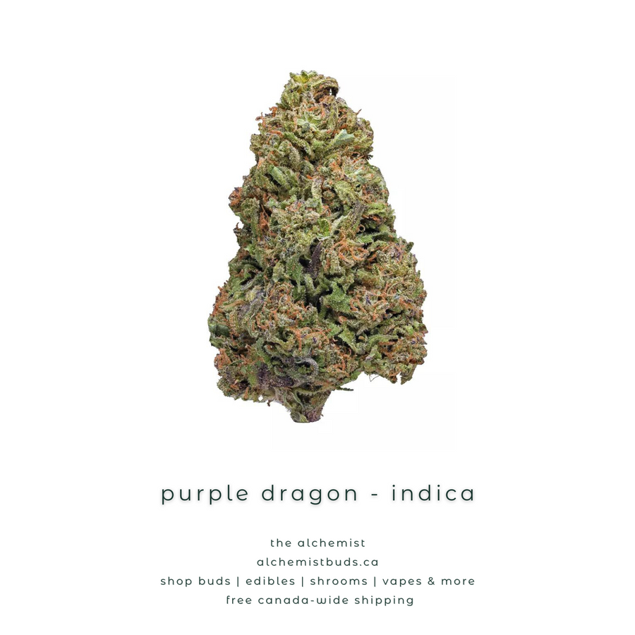 shop alchemistbuds.ca for best price on purple dragon strain