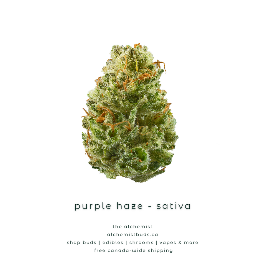 shop alchemistbuds.ca for best price on purple haze strain