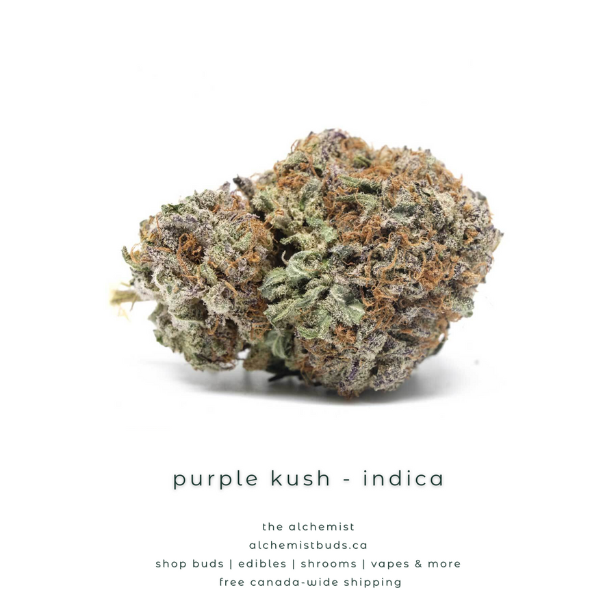 shop alchemistbuds.ca for best price on purple kush strain