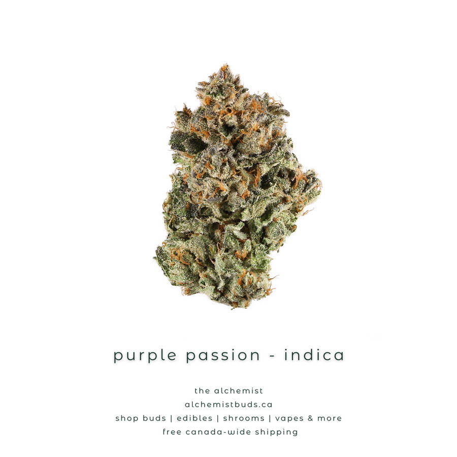 shop alchemistbuds.ca for best price on purple passion strain