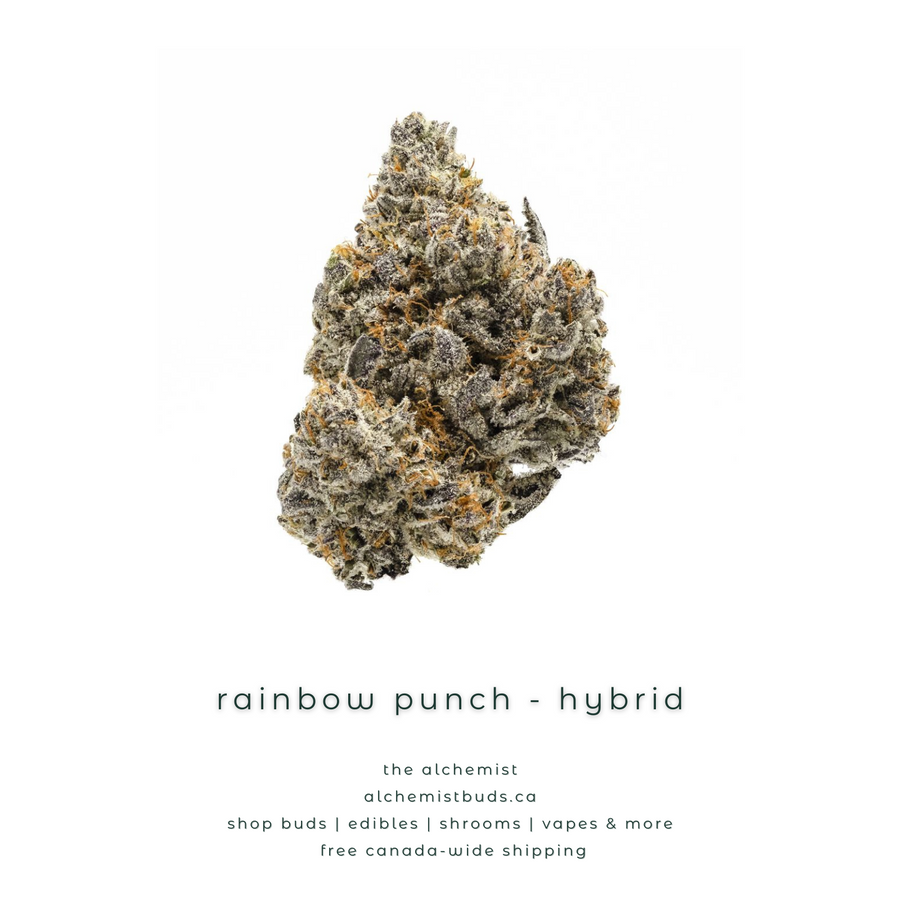shop alchemistbuds.ca for best price on rainbow punch strain