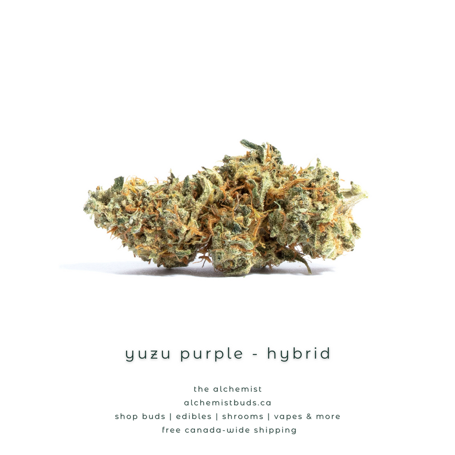 shop alchemistbuds.ca for best price on yuzu purple strain